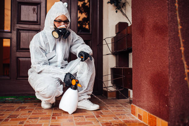 Reliable Wasp Removal contractor in Harbor Bluffs, FL by Show Me Pest Control